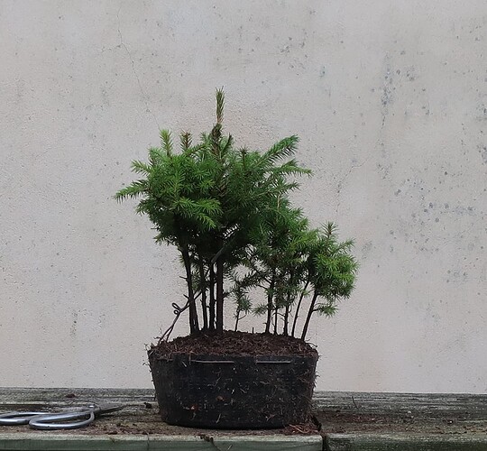 picea glehnii 2023 10 18 (4)