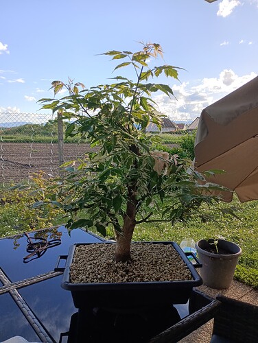 IMG_20240521_192328_385