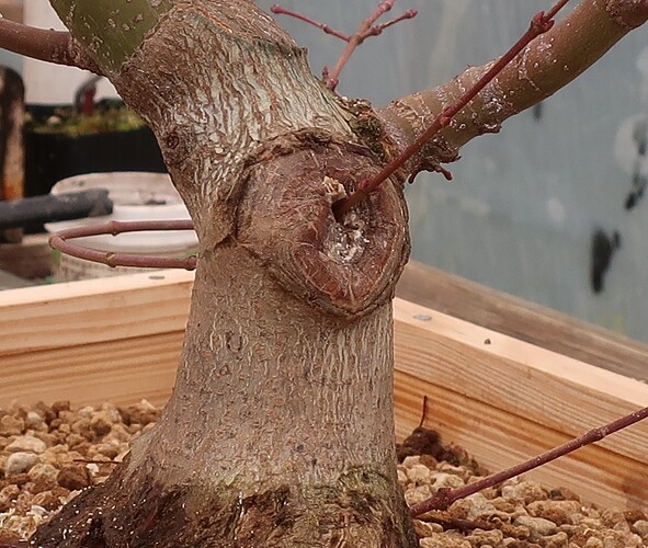 acer palmatum beni chidori 2024 02 21 (12)