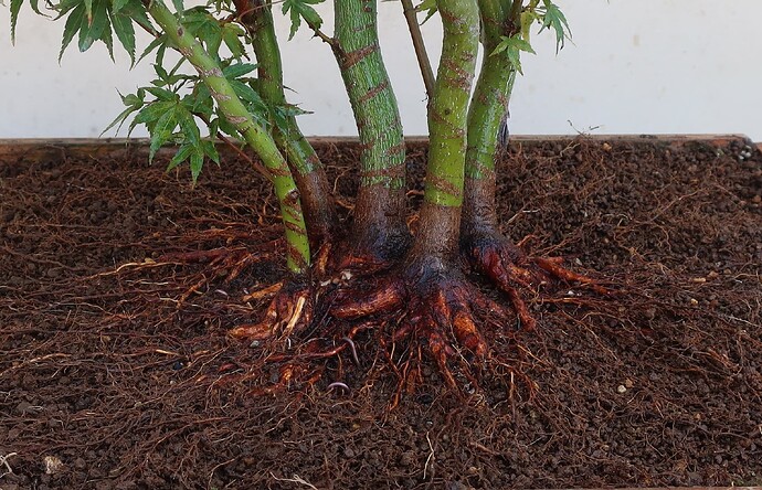 acer palmatum katsura 2022 08 30 (5)