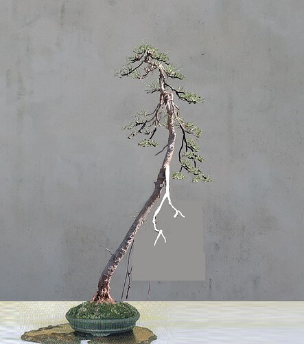 pin sylvestre lettré 2024 05 23virt