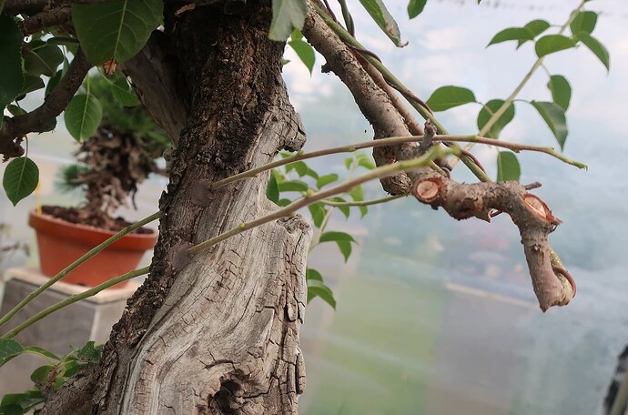prunus mahaleb ikigai 2024 06 10 (9)