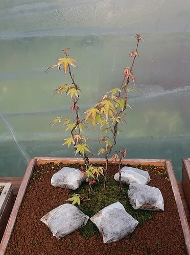 acer palmatum katsura 2020 04 09 (1)