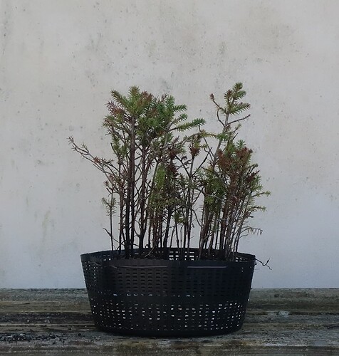 picea glehnii 2020 03 17 005