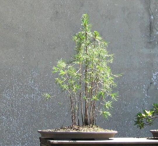 pin sylvestre 2006 07 16 003
