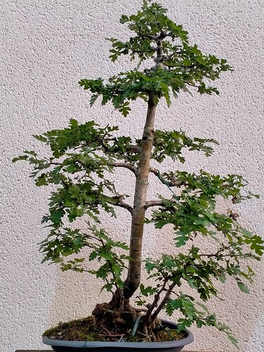 IMG20240605214929