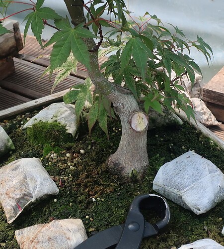 acer palmatum beni chidori 2021 06 24 (2)