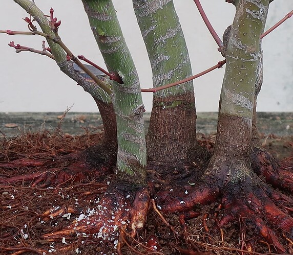 acer palmatum katsura 2024 02 15 (15)