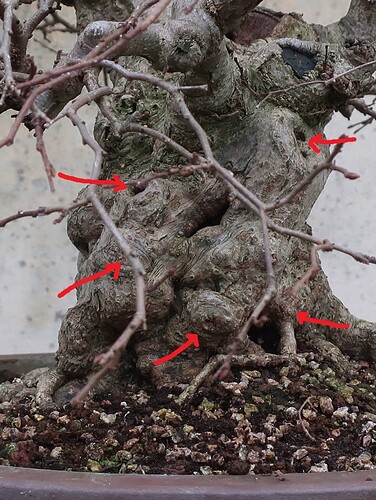 carpinus coreana 2024 12 09 (12virt)