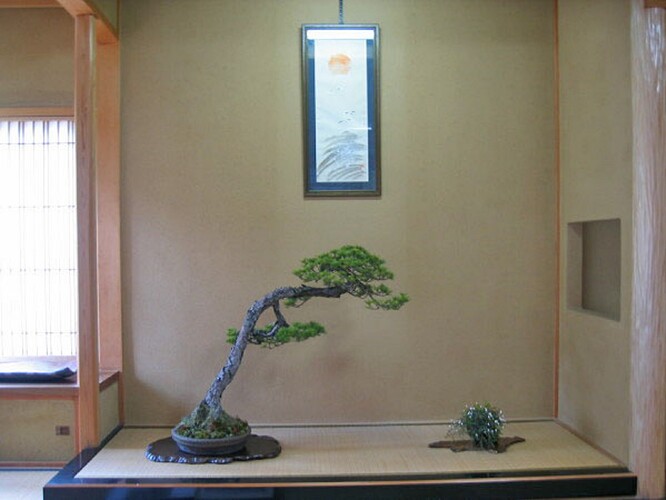 pinus pentaphylla lettré ABE