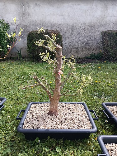 IMG_20240407_124657_055