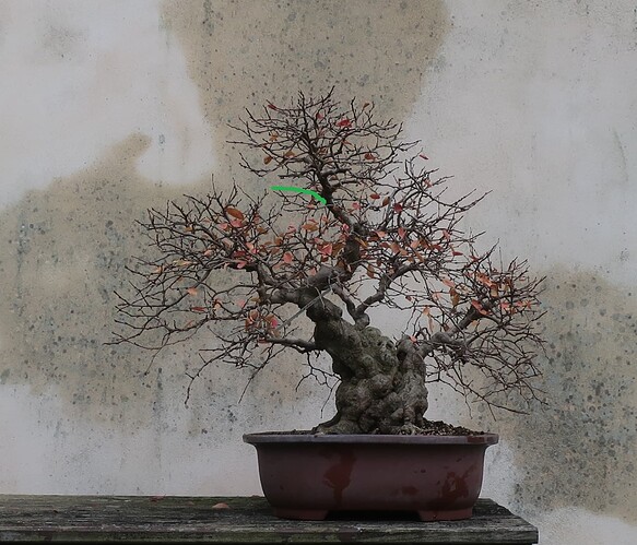 carpinus coreana 2024 12 09 (5virt2)