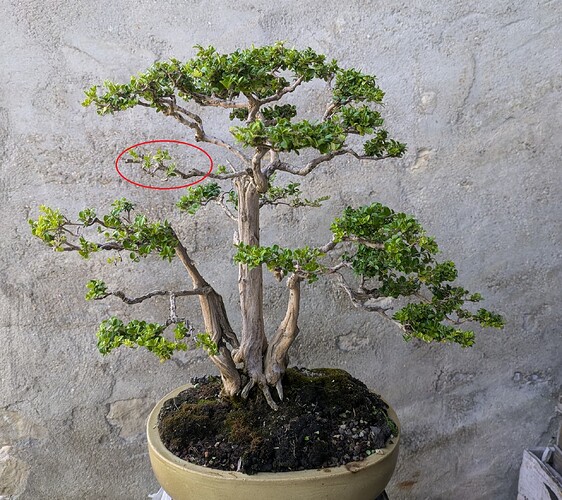 PXL_20240708_153621593