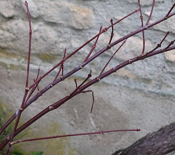 acer palmatum arakawa 2024 01 23