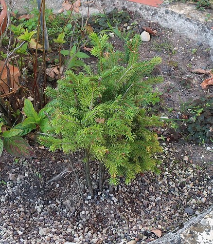 picea glehnii 2024 08 27 (1)