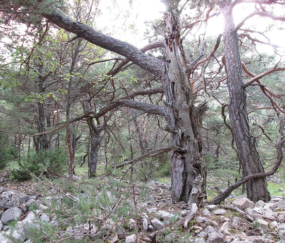 pin sylvestre 2018 09 06 030