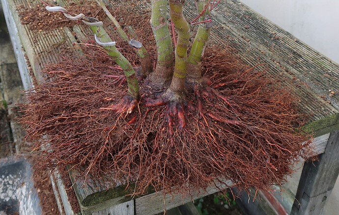 acer palmatum katsura 2024 02 15 (12)