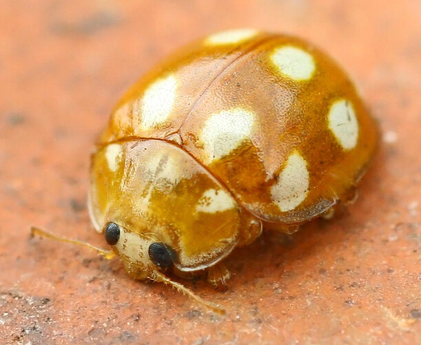 Calvia_decemguttata1