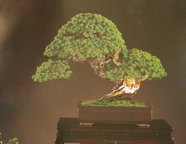 pinus pentaphylla001-2 kokufu78 (2004)