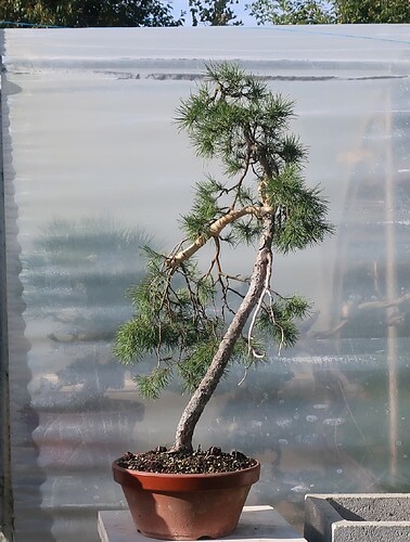 pin sylvestre lettré 2024 10 16