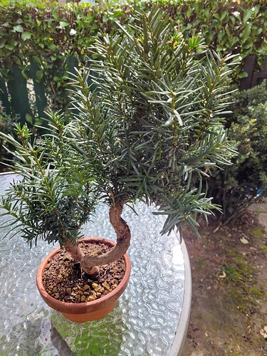 If dans son nouveau pot