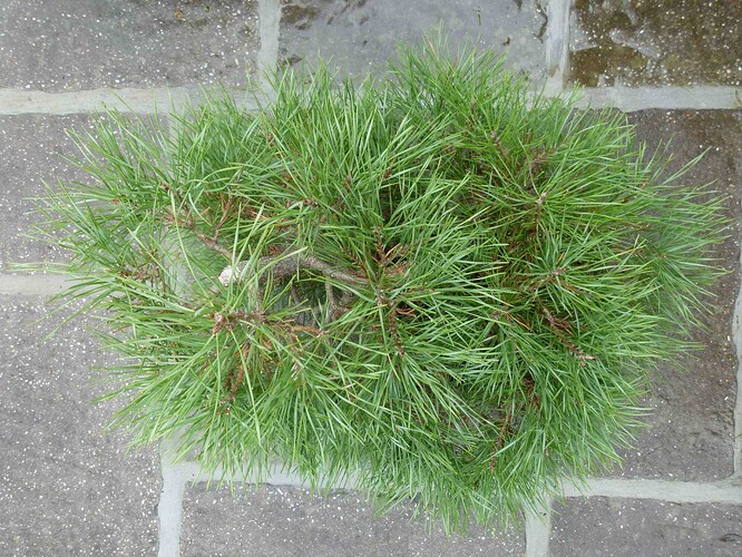 P1180052
