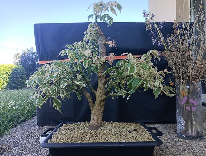 IMG_20240714_091337_764