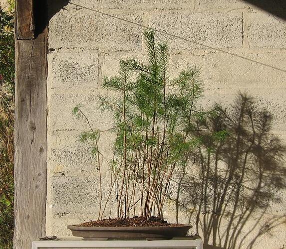 pin sylvestre 2005 11 17