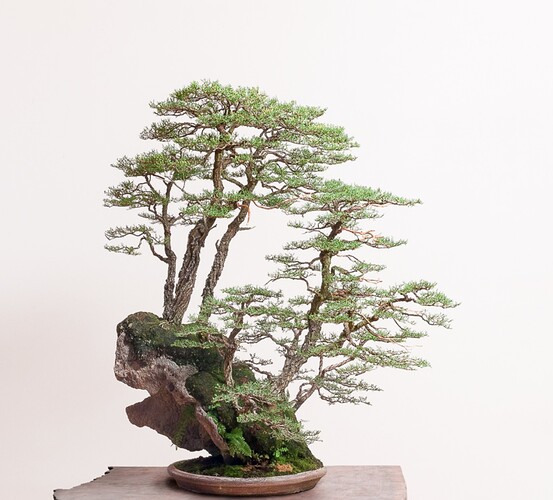 forêt Ryan