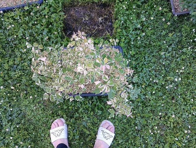 IMG_20240714_091404_993