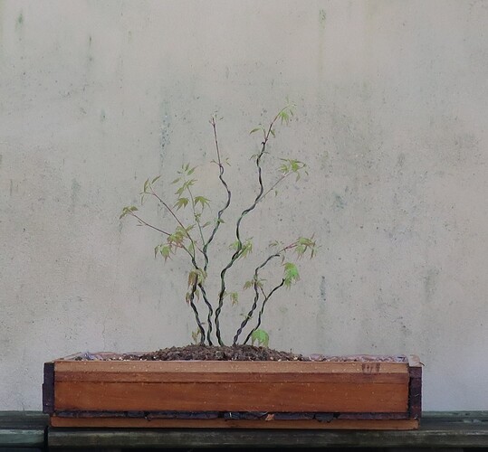 acer palmatum katsura 2020 03 06 (7)