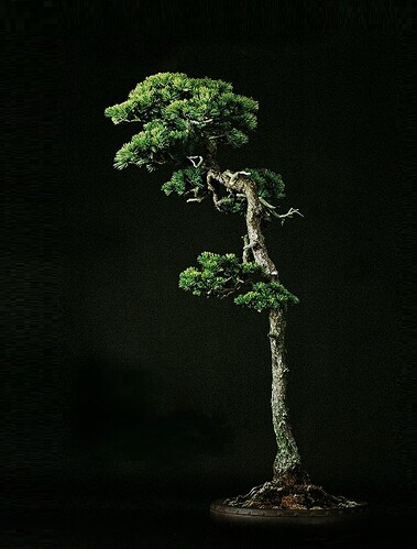 pinus pentaphylla lettré (top20 Wabi Channel)