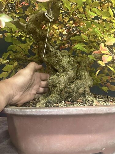 carpinus coreana 2024 11 05 (2)