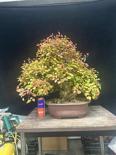 carpinus coreana 2024 11 05 (1)