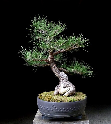 PINUS 04-10