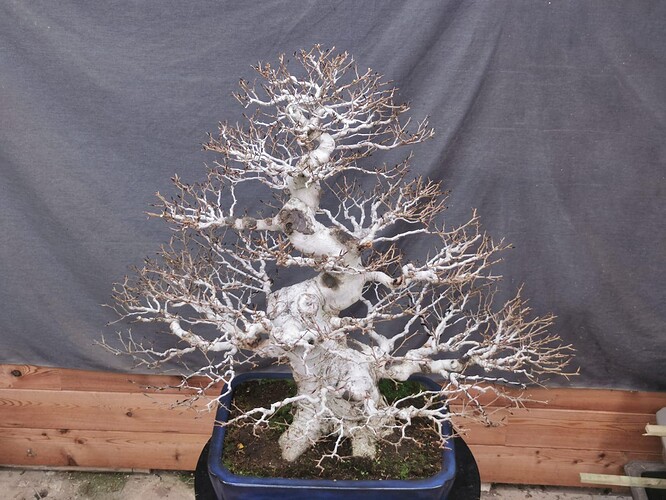 466003385_1208829176888796_1230937520575371564_n