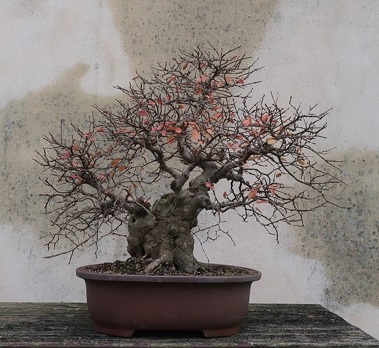 carpinus coreana 2024 12 09 (9)