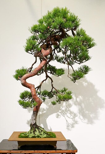 pinus densiflora kokufu2021