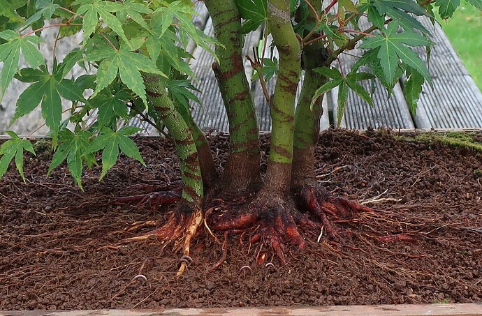 acer palmatum katsura 2023 08 22 (6)