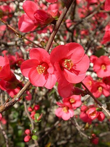 Chaenomeles-fleurs
