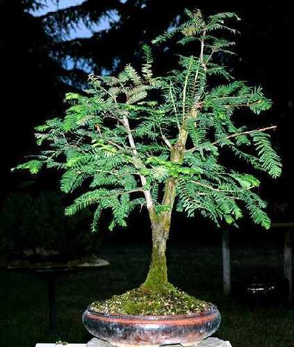 Taxodium