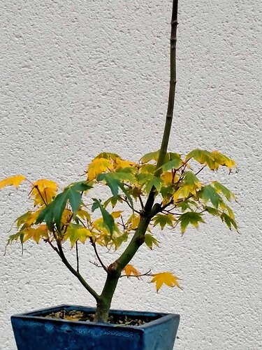 IMG20241101175254