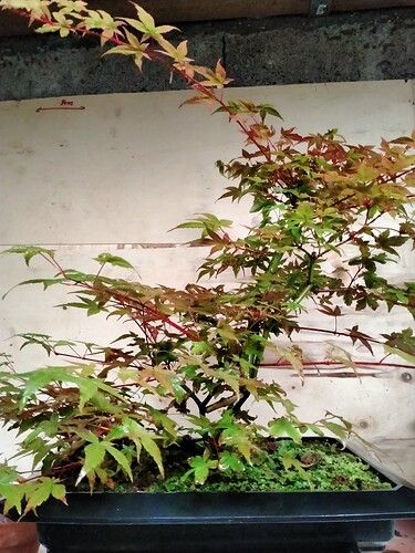 IMG20240908123020