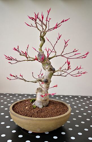 a0b60fc2-7564-45c9-8b4c-283569a6cc81-1_all_36655