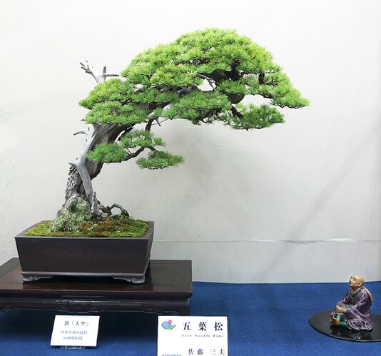 pinus pentaphylla WBC Saitama 2017 (1)