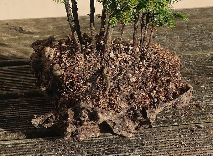 picea glehnii 2024 08 27 (6)