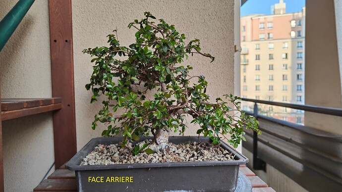 Face arrière