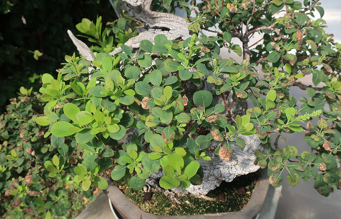 2026 08 31 Cotinus coggygria (1)