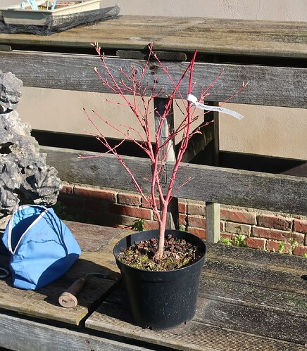 acer palmatum senkaki 2022 03 17 (1)