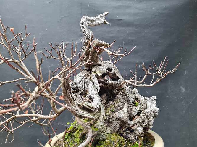 2024 11 18 Cotinus coggygria (5)